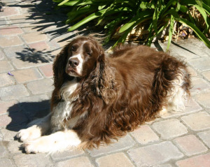 White and Brown Dog Lying