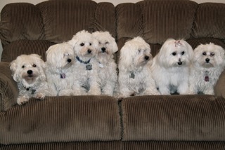 White Puppies Persike Benefit Solutions